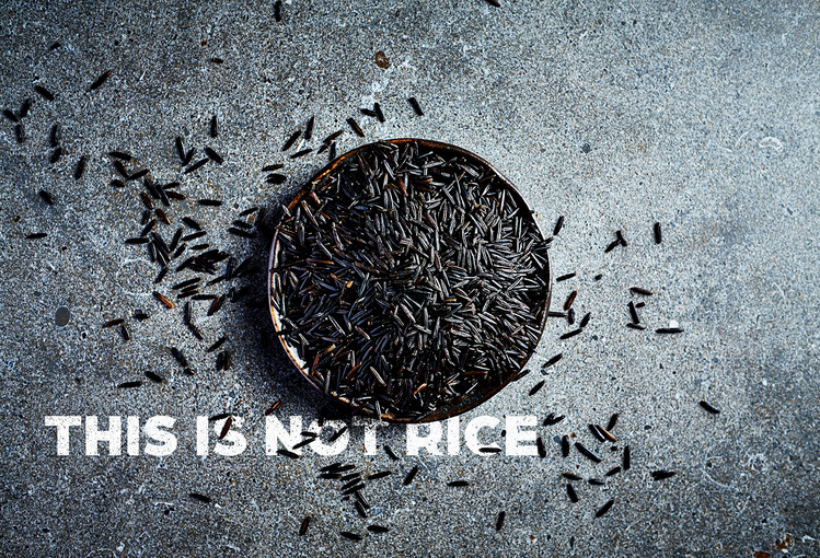 Rebel Rice Zizania Aquatica - Our Unconventional Rebel rice – Rebel Grains